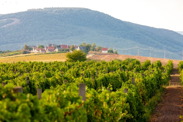 Macaristan Bukkzserc Kentinde Şarap Mahzenleri — Stok fotoğraf