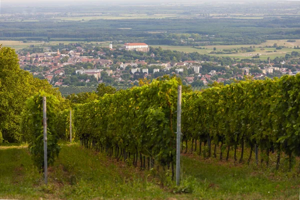 Vignobles Château Siklos Hongrie — Photo