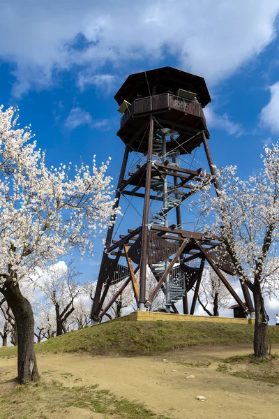 Almond Tree Orchard Hustopece South Moravia Czech Republic — Stock Photo, Image