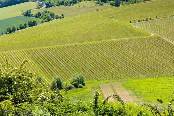 チェコ共和国南モラヴィア パラヴァ地方のブドウ畑 — ストック写真