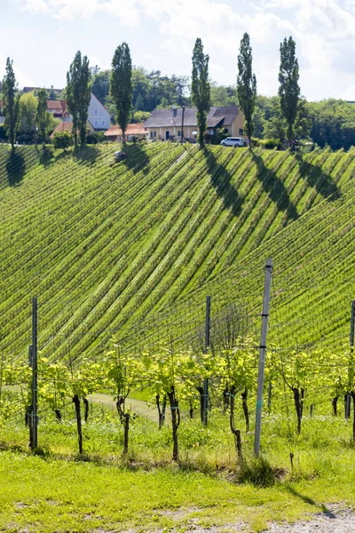 Winnica Austriackiej Granicy Słoweńskiej Styrii — Zdjęcie stockowe