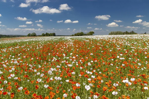 Poppy Field Vysoocina Bij Zdar Nad Sazavou Tsjechië — Stockfoto