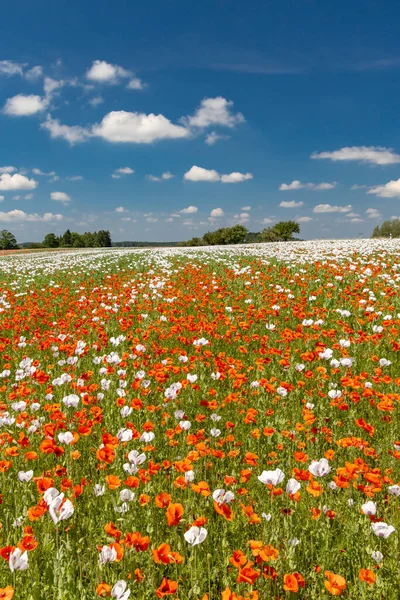 Haşhaş tarlası, Vysoocina Zdar nad Sazavou yakınlarında, Çek Cumhuriyeti