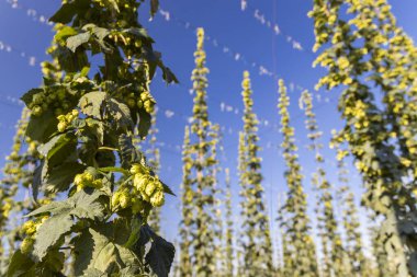 Çek Cumhuriyeti 'nin Zatec bölgesinde sıçrama alanı