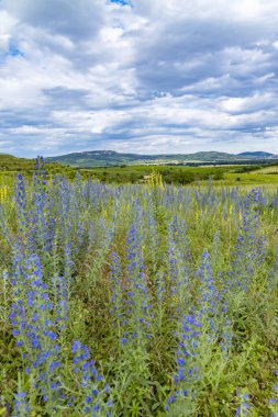 Palava 'da bahar manzarası Dolni Dunajovice, Güney Moravya, Çek Cumhuriyeti