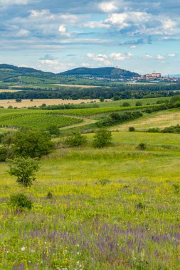 Palava 'da bahar manzarası Dolni Dunajovice, Güney Moravya, Çek Cumhuriyeti