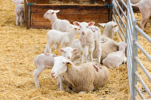 Owce Farmie Provance Francja — Zdjęcie stockowe