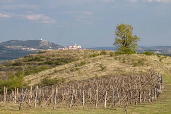 Vårlandskap Palava Mikulov Sør Moravia Tsjekkia – stockfoto