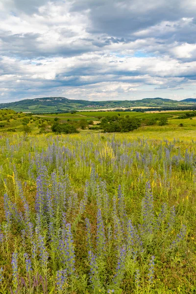 Frühlingslandschaft Palava Bei Dolni Dunajovice Südmähren Tschechien — Stockfoto