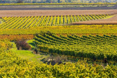Langenlois yakınlarındaki sonbahar üzüm bağı, Aşağı Avusturya, Avusturya