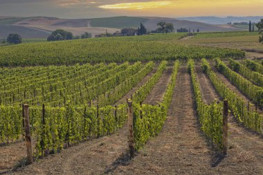 İtalya 'nın Montalcino kasabası yakınlarındaki Toskana' nın en ünlü üzüm bağları.