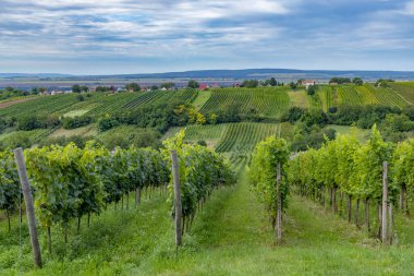 Güney Slovakya, Strekov yakınlarındaki yaz üzüm bağları