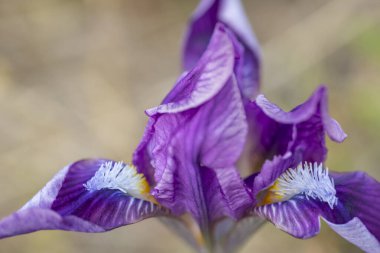 Znojmo, Güney Moravya, Çek Cumhuriyeti yakınlarındaki Pusty kopec u Koniç 'te cüce iris