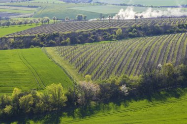 Lampelberk yakınlarındaki Bahar bağları, Znojmo bölgesi, Güney Moravya, Çek Cumhuriyeti
