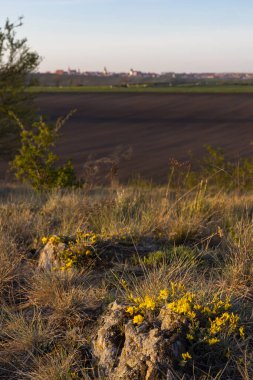 Znojmo, Güney Moravya, Çek Cumhuriyeti yakınlarındaki Pusty kopec u Koniç 'te cüce iris