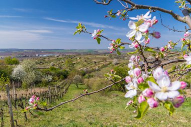 Mutenice yakınlarındaki bahar üzüm bağı, Güney Moravya, Çek Cumhuriyeti