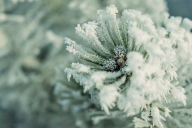 Donmuş dağ çam kış detayı