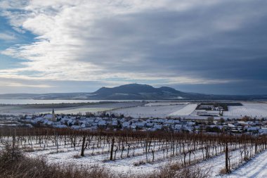 Palava altındaki kış üzüm bağları Sonberk yakınlarında, Güney Moravya, Çek Cumhuriyeti