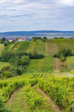 Güney Slovakya, Strekov yakınlarındaki yaz üzüm bağları