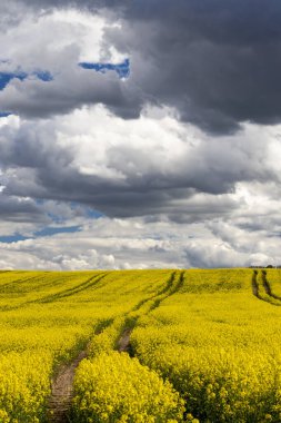 Çek Cumhuriyeti, Merkez Bohemya 'daki tecavüz tarlası