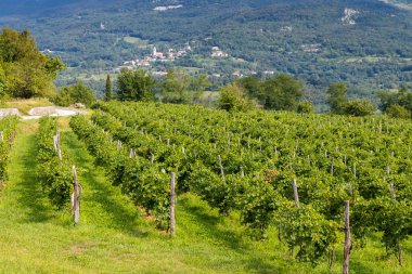 Slovenya 'nın Gorice bölgesindeki Vipava vadisi