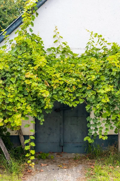 Hajos, Kalocsa County, Güney Büyük Ovası, Macaristan 'daki mahzen yolu.