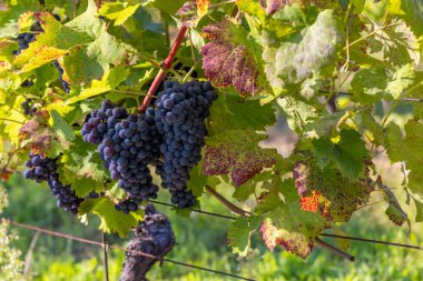 Güney Moravya 'da olgunlaşan üzümler, Çek Cumhuriyeti