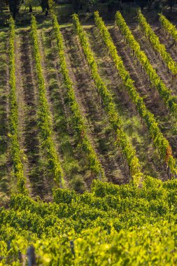 İtalya 'nın Montalcino kasabası yakınlarındaki Toskana' nın en ünlü üzüm bağları.