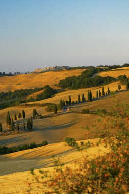 Cipressi di Monticchielo, İtalya, Montepulciano yakınlarındaki Tipik Toskana manzarası