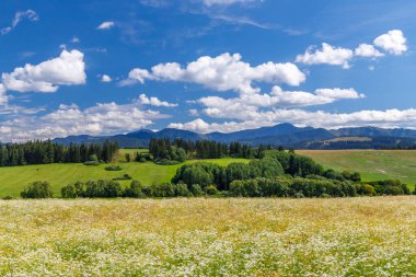 Slovakya 'da yaz mevsiminde Alçak Tatralarla çiçek açan çayır