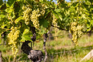 Güney Moravya 'da olgunlaşan üzümler, Çek Cumhuriyeti
