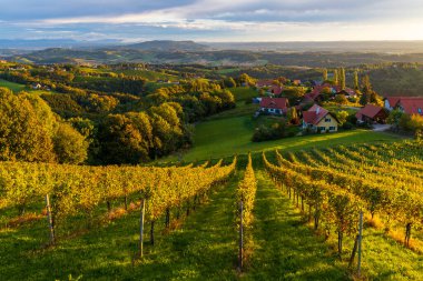 Avusturya 'nın en yüksek üzüm bağları Kitzeck im Sausal, Styria, Avusturya