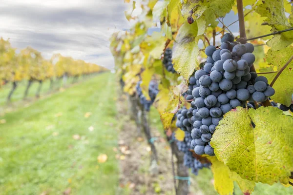 Μπλε Σταφύλια Cabernet Μοραβία Φθινόπωρο Αμπελώνα Νότια Μοραβία Τσεχική Δημοκρατία — Φωτογραφία Αρχείου