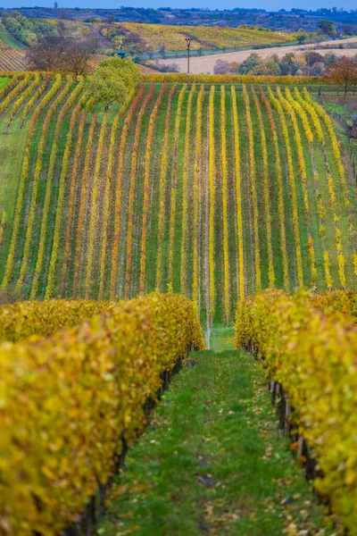 Herfstwijngaard Bij Cejkovice Zuid Moravië Tsjechië — Stockfoto