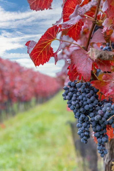 Uvas Azules Alibernet Viñedo Otoño Sur Moravia República Checa —  Fotos de Stock