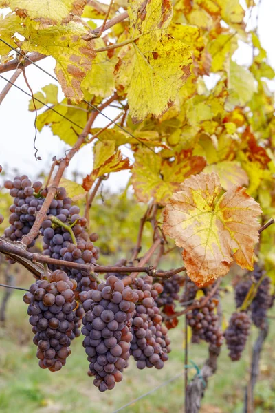 Uvas Vinhedo Outono Morávia Sul República Checa — Fotografia de Stock