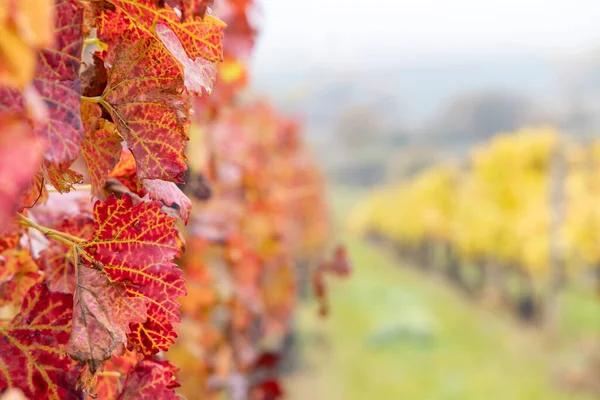 Vigneto Rosso Autunnale Moravia Meridionale Repubblica Ceca — Foto Stock