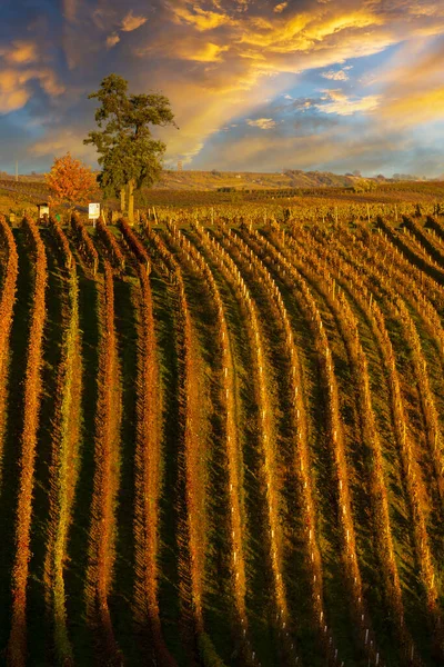 Vigneto Autunnale Vicino Cejkovice Moravia Meridionale Repubblica Ceca — Foto Stock