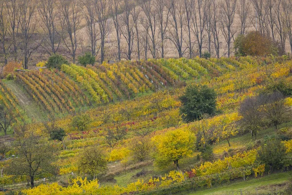 Jesienna Winnica Pobliżu Mutenice Morawy Południowe Czechy — Zdjęcie stockowe