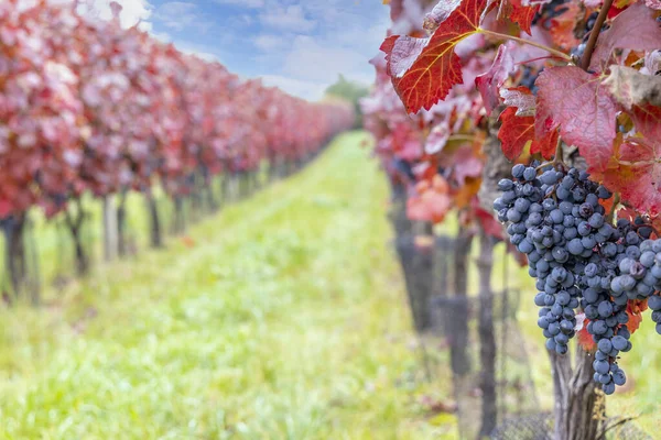 Blaue Trauben Alibernet Herbst Weinberg Südmähren Tschechische Republik — Stockfoto
