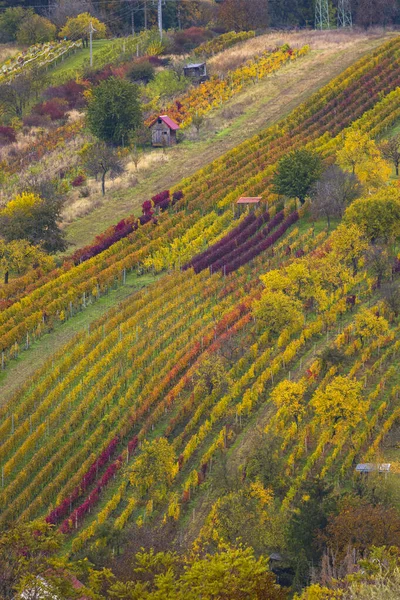 Mutenice Yakınlarındaki Sonbahar Üzüm Bağı Güney Moravya Çek Cumhuriyeti — Stok fotoğraf