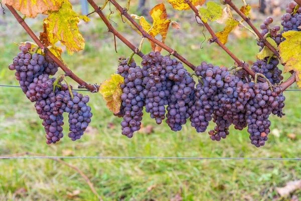 Grapes Autumn Vineyard Southern Moravia Czech Republic — Stock Photo, Image