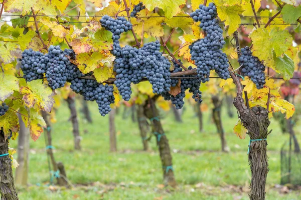 Голубой Виноград Каберне Моравия Осеннем Винограднике Южная Моравия Чехия — стоковое фото