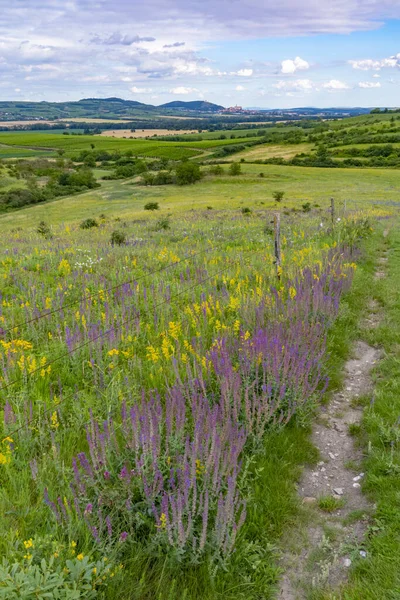 Palava Landschaft Bei Dolni Dunajovice Südmähren Tschechische Republik — Stockfoto