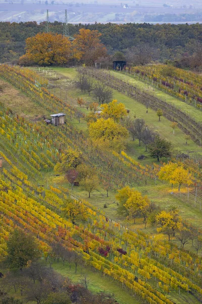 Viña Otoño Cerca Mutenice Moravia Del Sur República Checa — Foto de Stock