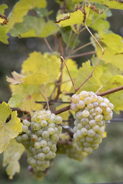 Uvas Riesling Viñedo Otoño Sur Moravia República Checa — Foto de Stock