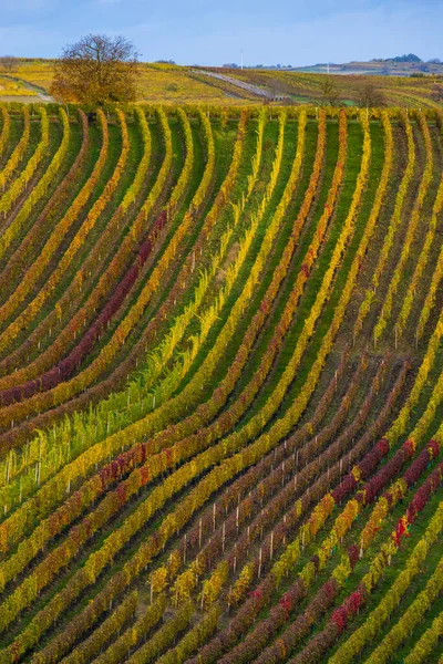 Herfstwijngaard Bij Cejkovice Zuid Moravië Tsjechië — Stockfoto