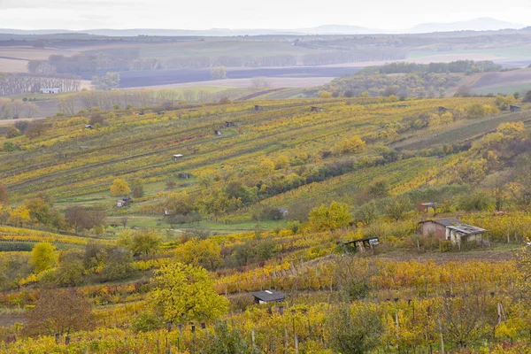 Autumn Vineyard Mutenice Southern Moravia Czech Republic — Stock Photo, Image