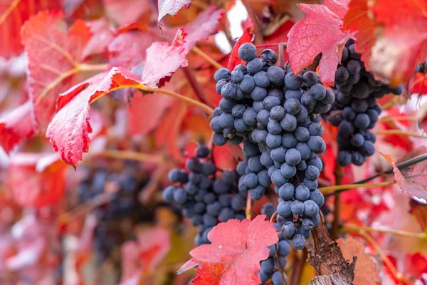 Синий Виноград Алиберне Осеннем Винограднике Южная Моравия Чехия — стоковое фото