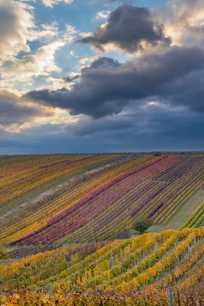 Vignoble Automne Près Cejkovice Moravie Sud République Tchèque — Photo